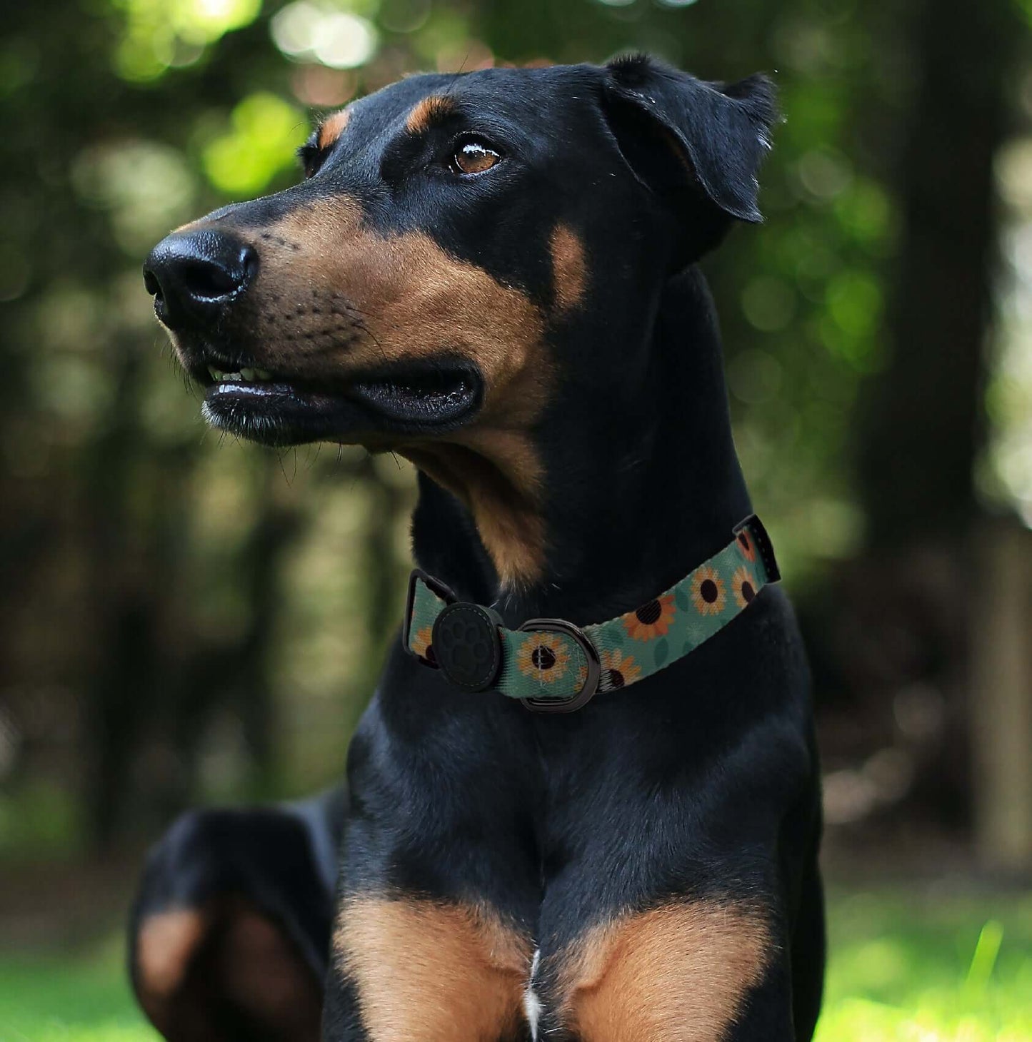 Custom Dog Collars Calavera Engraved - Pet ID Tag